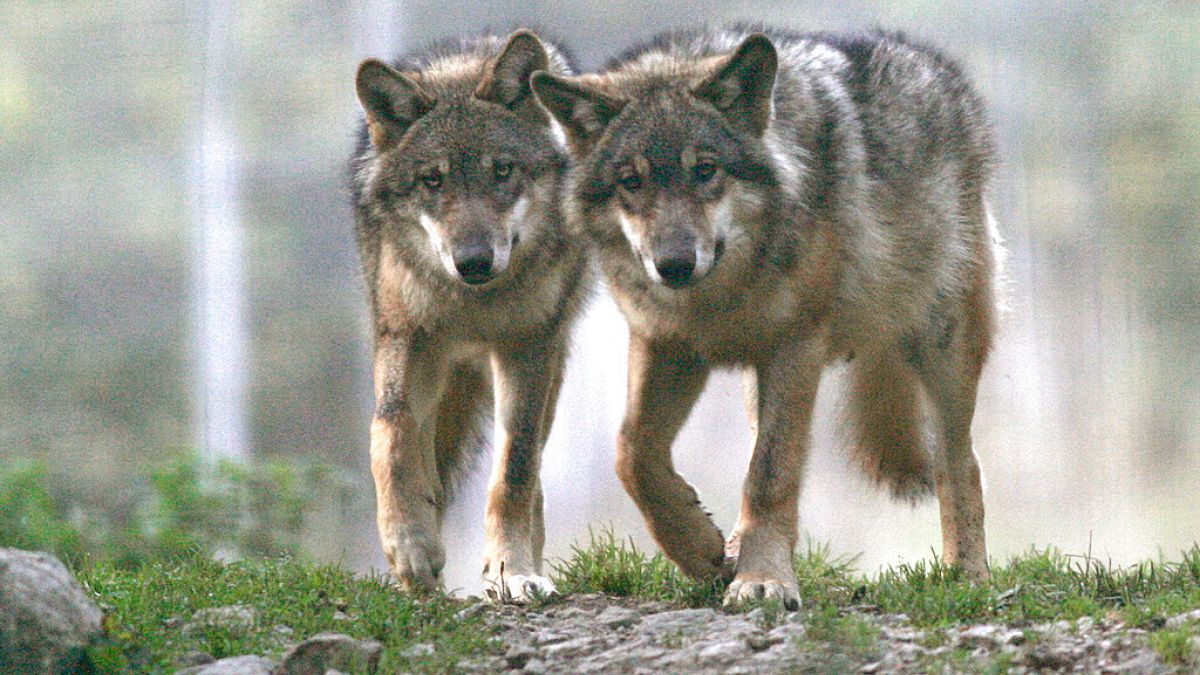 Brussels proposes lighter protection for Europe’s growing wolf population thumbnail