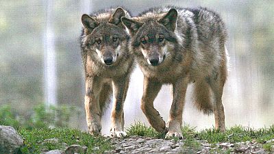 The wolf population of the EU has nearly doubled since 2012, but a proposal to remove its 'strictly protected' status has divided opinion.