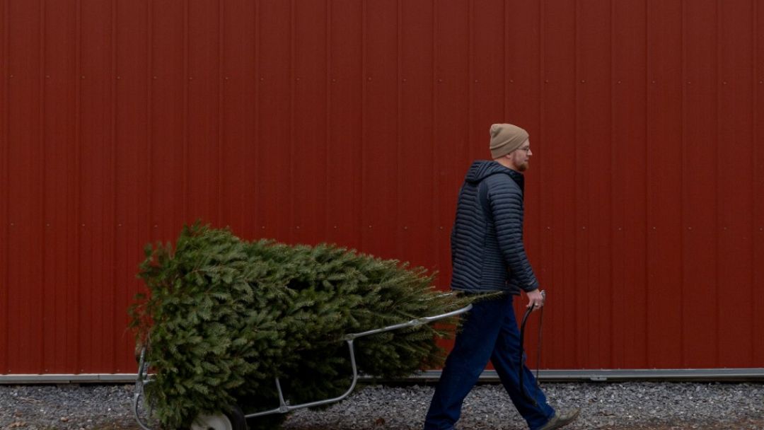 Factcheck Are real or artificial Christmas trees better for the environment? Euronews