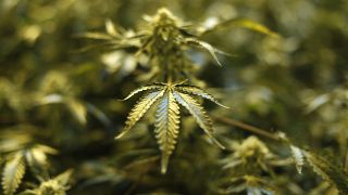 Ghana legalizes cannabis cultivation for medical and industrial use