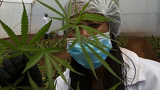 Le Ghana légalise le cannabis industriel