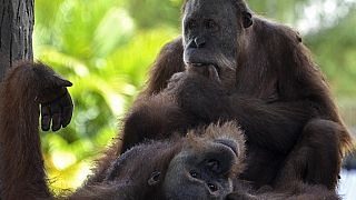 Esta fotografía tomada en Jantho, provincia de Aceh, el 15 de febrero de 2016, muestra a un orangután antes de ser liberado en el área de conservación de Jantho.