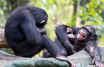 شامپانزه‌ها