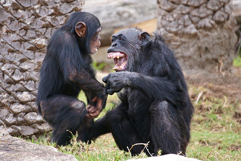 دانشمندان می‌گویند شامپانزه‌ها می‌توانند یکدیگر را بعد از سال‌ها به خاطر بیاورند