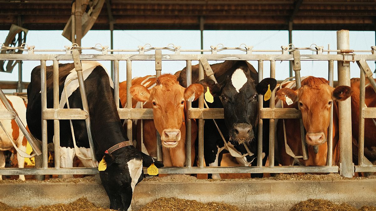 Le rapport propose de réduire de moitié la consommation moyenne de viande et de produits laitiers en Europe et de passer à un régime alimentaire plus végétal afin de réduire la pollution et d'améliorer la santé humaine.