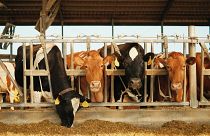 Le rapport propose de réduire de moitié la consommation moyenne de viande et de produits laitiers en Europe et de passer à un régime alimentaire plus végétal afin de réduire la pollution et d'améliorer la santé humaine.