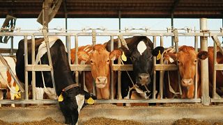 The report proposes halving the average European meat and dairy consumption and moving to a more plant-based diet to cut pollution and improve human health.