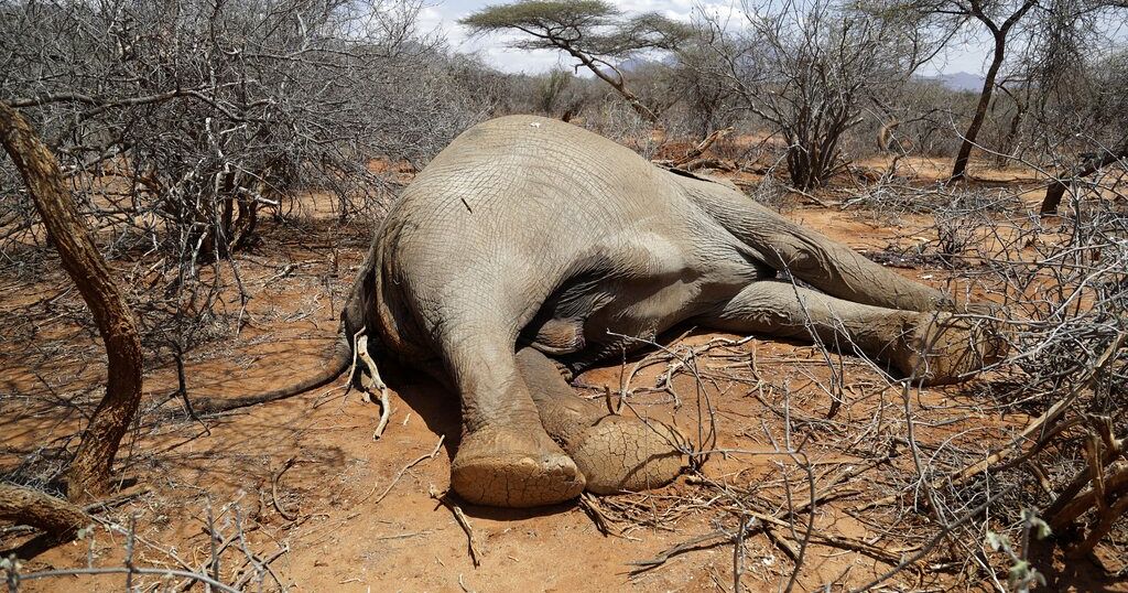 Drought kills exhausted elephants in Zimbabwe