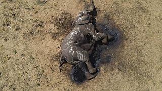 Au Zimbabwe, une sécheresse tueuse d'éléphants exténués