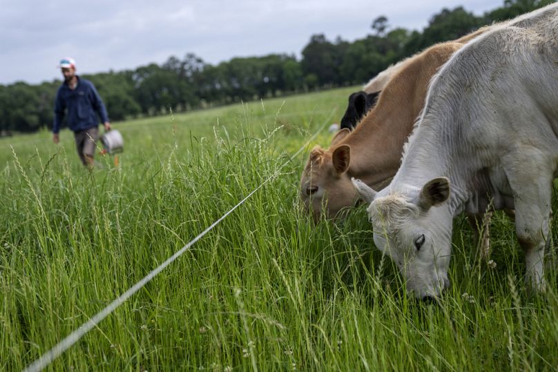 Cattle feed on tall grass while grazing on the ranch of Hobbs Margaret, rear, in Lufkin, TX, April 2023