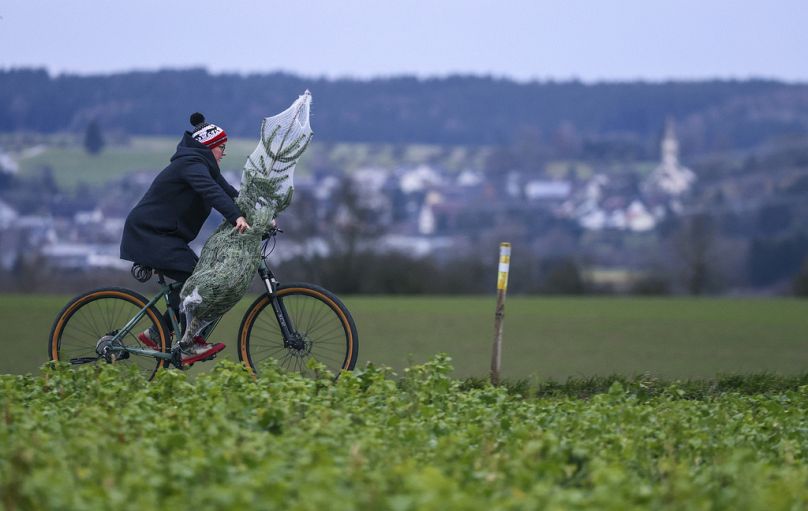 A woman rides her bike carrying a Christmas tree, on the eve of Christmas Eve, in Ertingen, Germany,