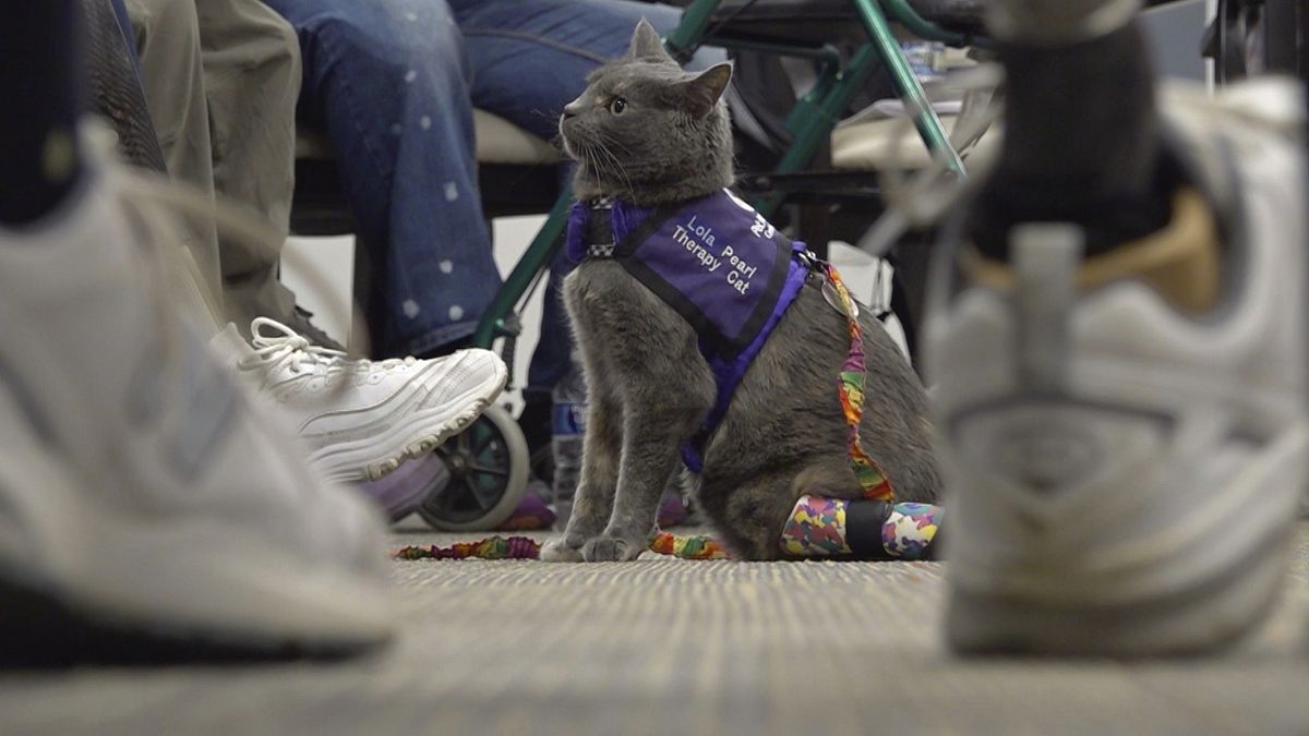 Meet Juanita and Lola-Pearl, the human-cat amputee duo helping others through animal therapy thumbnail