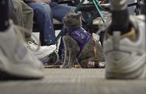 Owner Mengel says she knew Lola-Pearl would be a good therapy cat after she brought her to an amputee coalition conference on a whim about a month after she adopted her.