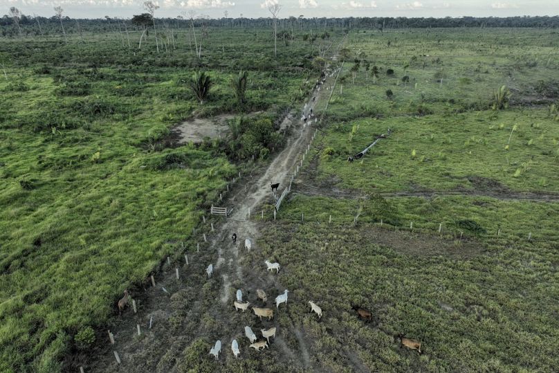 دولت برزیل می‌گوید سیاست‌هایش در مقابله با جنگل‌زدایی موفق بوده است