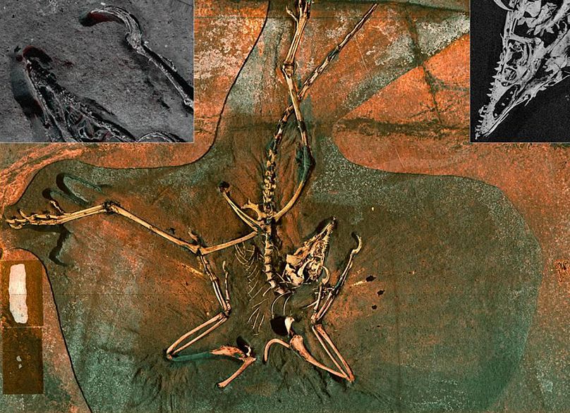 فسیل فوجیانوناتور پرودیجیوسوس مربوط به حدود ۱۵۰ میلیون سال پیش