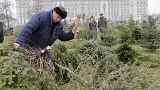 In Rumänien lassen Händler die Weihnachtsbäume einfach stehen. Dabei gibt es nachhaltigere Alternativen, wie Weihnachtsbäume entsorgt werden können. 
