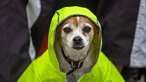 Un Jack Russell Terrier indossa un impermeabile