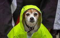 A Jack Russell Terrier wears a raincoat