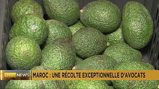 Morocco: Farmers on track for a bumper avocado harvest
