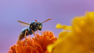 A staggering 619 new species of wasp alone were described in 2023.