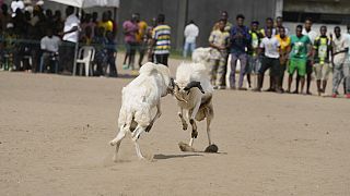 Nigeria: Ram fighting continues without regulation despite animal rights concerns