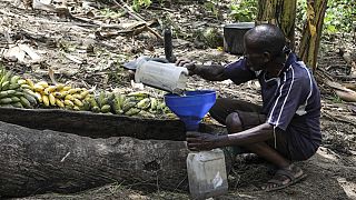 Ouganda : menace sur le "tonto", alcool traditionnel à base de bananes
