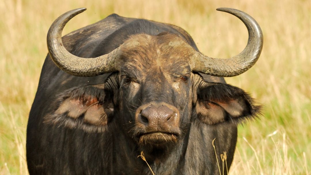 Scientists are attempting to track 1,000 cattle and buffalo from space ...