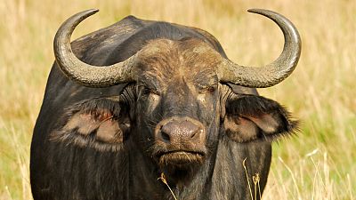 A large Cape buffalo stands at attention in the Masai Mara, Kenya.