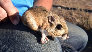 Large sums of government money directed toward a handful of species means others, such as the Stephens’ kangaroo rat (pictured), have gone neglected.