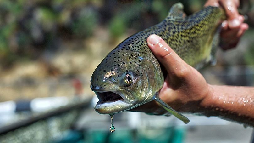 About half of government spending on threatened and endangered species goes toward efforts to conserve two types of fish, salmon and steelhead.