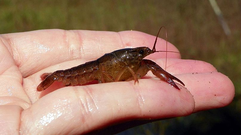 Panama City crayfish are are among dozens of species that federal officials are giving more attention.