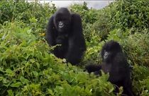 Imagen de dos ejemplares de gorila de montaña.