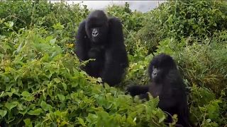 I gorilla di montagna in Ruanda