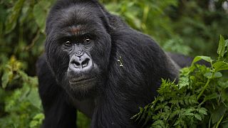 Rwanda : les gorilles des montagnes, une réussite de conservation