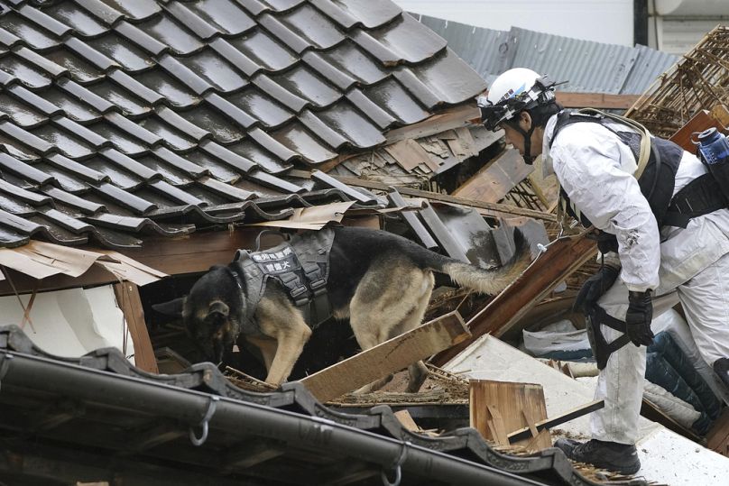 Un agente di polizia e un cane dell'unità cinofila cercano superstiti in una casa crollata a Wajima, nella prefettura di Ishikawa, Giappone, 3 gennaio 2024