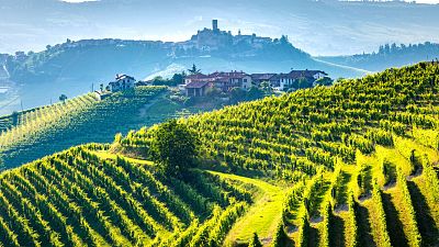 The vineyards of Langhe in Piedmont, Italy.