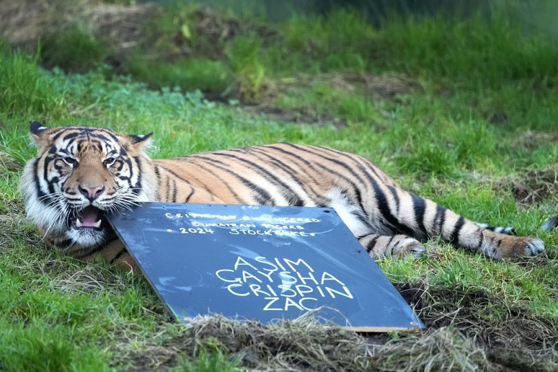 Crispin, una tigre di Sumatra, ruba e mastica una lavagna durante l'inventario allo ZSL London Zoo, a Londra, mercoledì 3 gennaio 2024