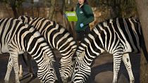 Zebre nello zoo di Londra