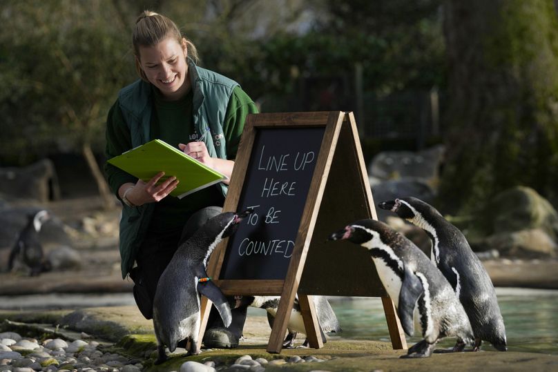 I pinguini si mettono in fila per essere contati durante l'inventario allo ZSL London Zoo, a Londra, mercoledì 3 gennaio 2024