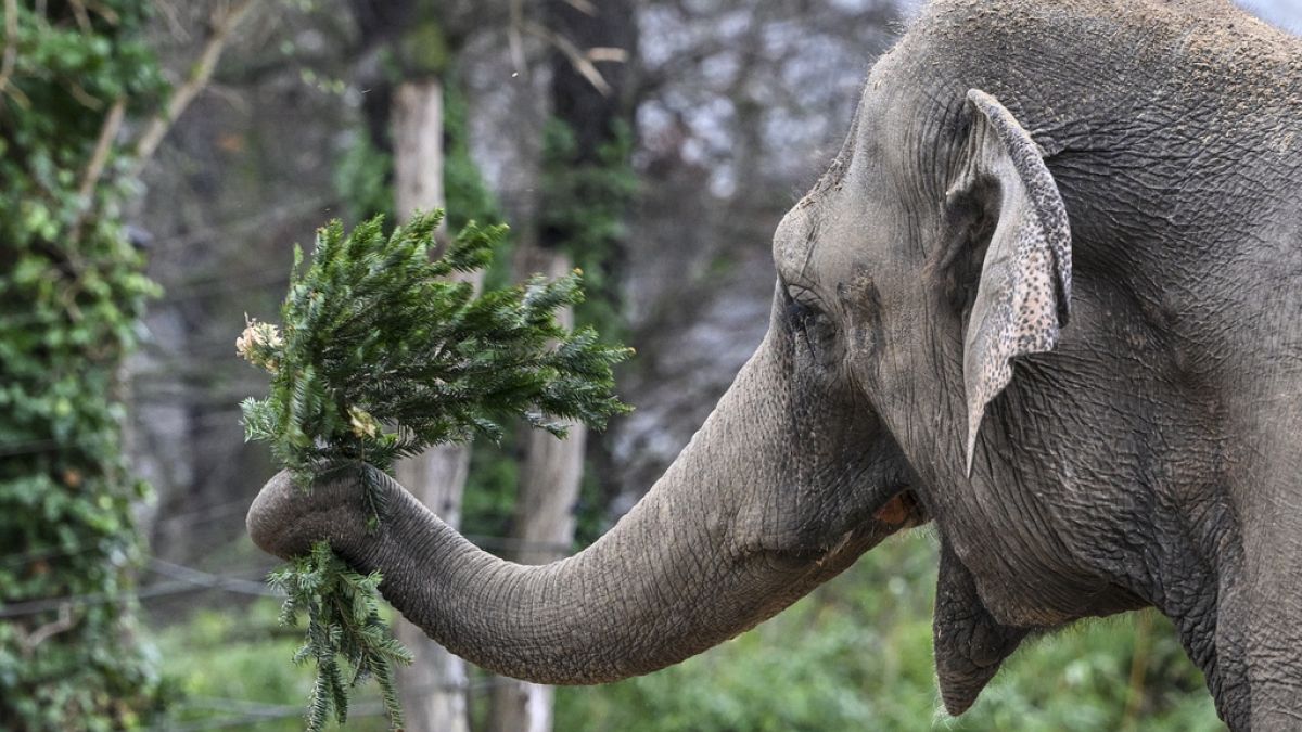Un elefante asiático se dispone a comer una rama de 'árbol de Navidad' durante su especial almuerzo en el zoo de Berlín, el jueves 4 de enero de 2024.