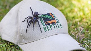 En Australie, la plus grande araignée mâle la plus venimeuse au monde 