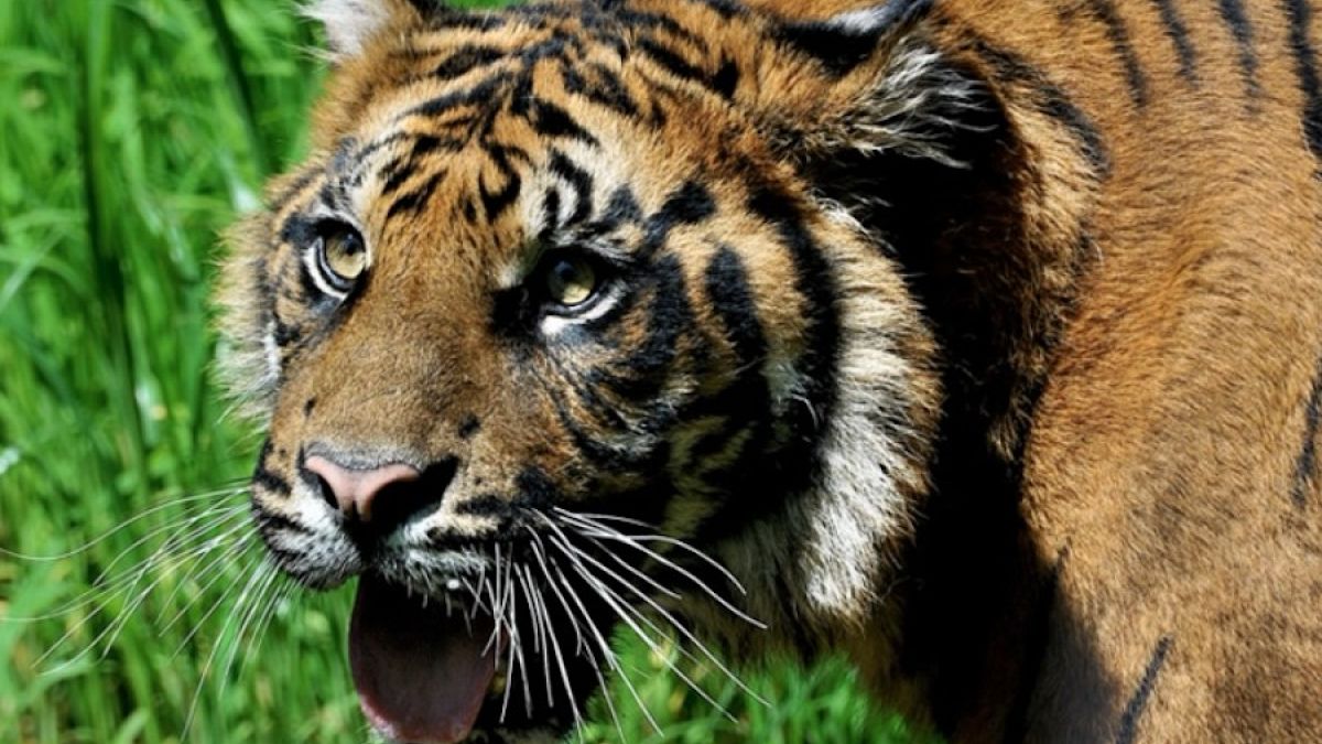 Un esemplare di tigre di Sumatra