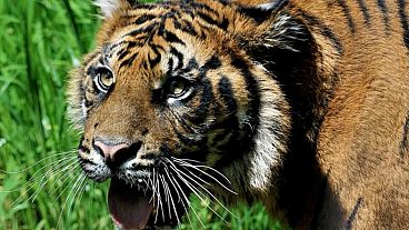 Un esemplare di tigre di Sumatra