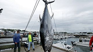 Imagen de un gran atún.