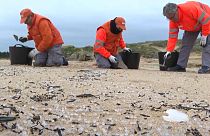 Volontari raccolgono i pellet da una spiaggia della Galizia 