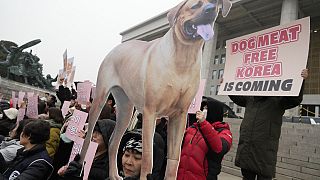 Dog meat production and sales will soon become illegal in South Korea