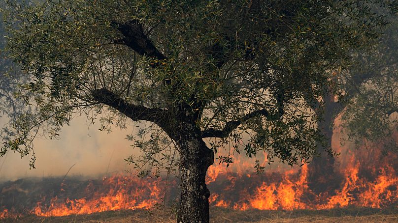 Un incendio in un campo di olivi a Colmeias, in Portogallo, 13 luglio 2022