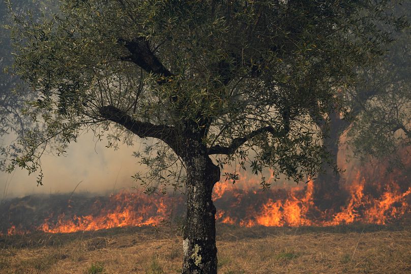 Огонь приближается к оливковому дереву в Колмейасе, Португалия, 13 июля 2022 года