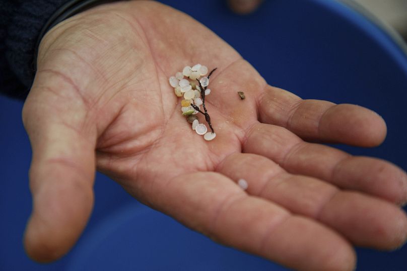 Un volontaire montre des billes de plastique ramassées sur une plage à Nigran, Pontevedra, Espagne, mardi 9 janvier 2024.
