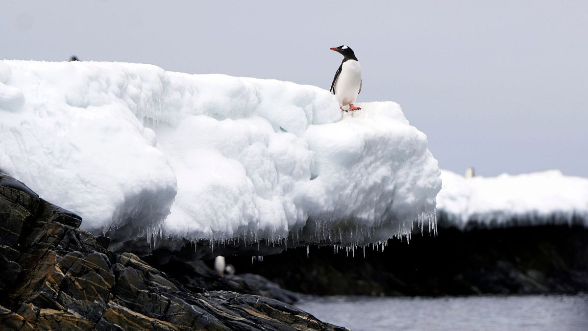 یک پنگوئن در نزدیکی ساحل تنگه برانسفیلد بر روی تکه یخ در حال ذوب، قطب جنوب،۲۰۲۳